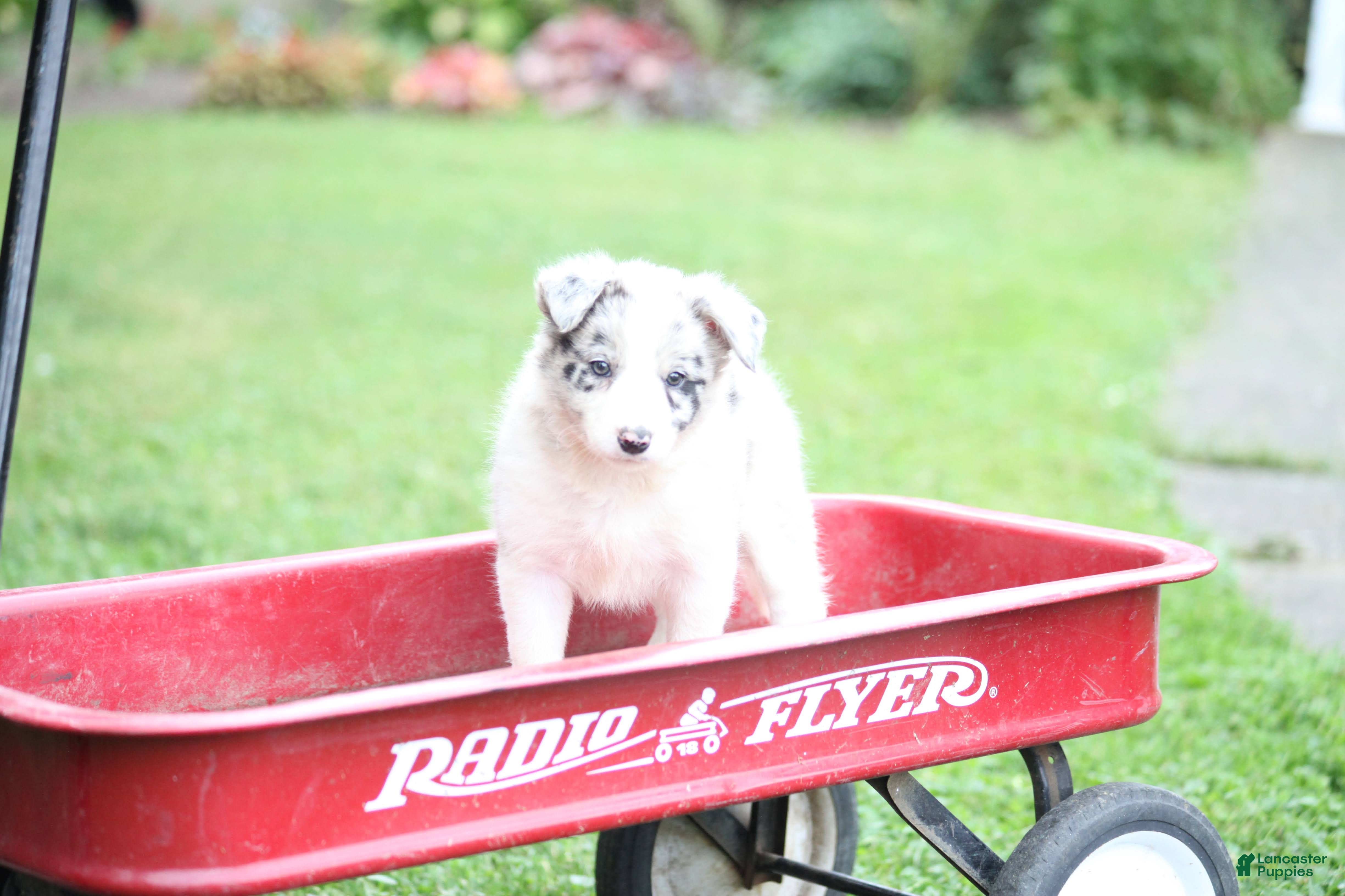 Border Collie dogs Lacey - Ad 2