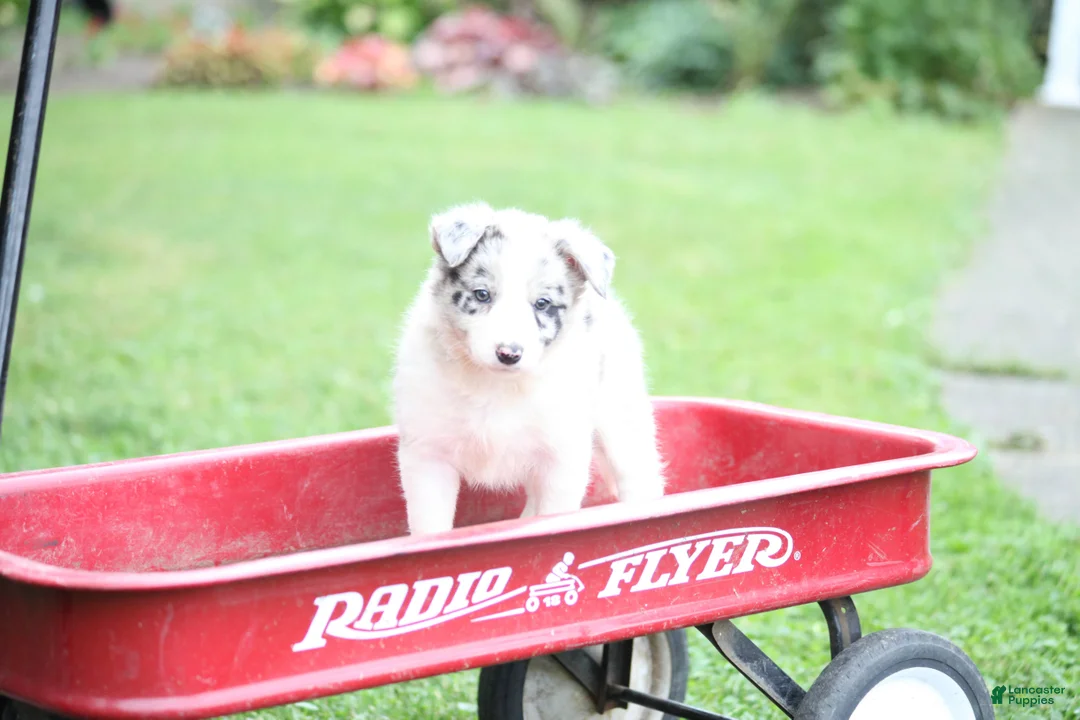 Border Collie dogs for sale: Lacey - Ad 2
