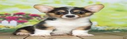 Welsh Corgi Pembroke dogs for sale: Lacey - Ad 1