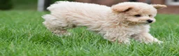 Bichpoo dogs for sale: asher - Ad 4