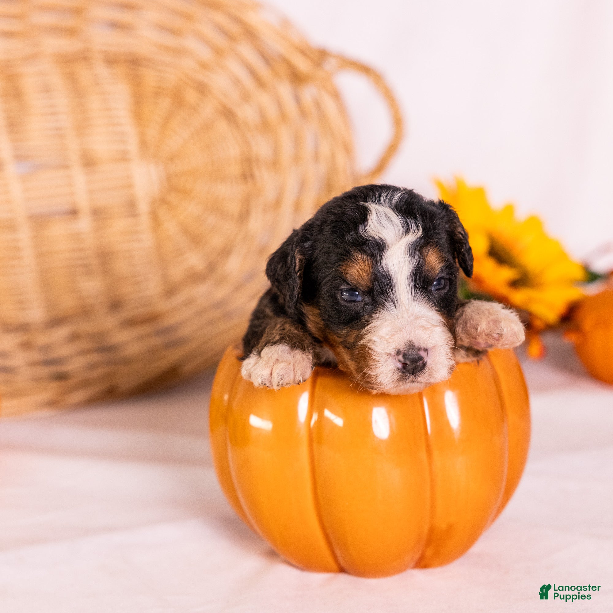 Bernedoodle dogs Gracie - Ad 2