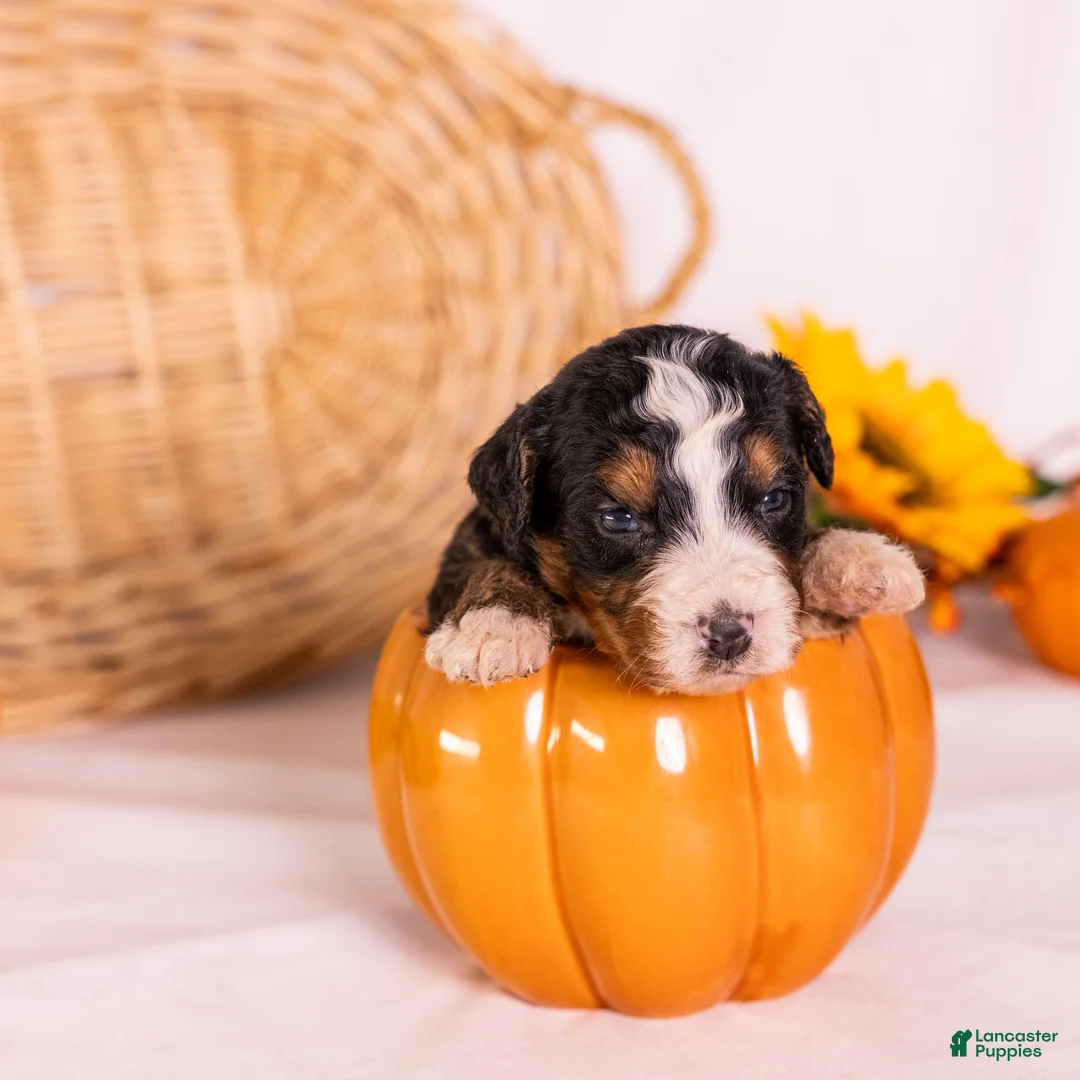 Bernedoodle dogs for sale: Gracie - Ad 2