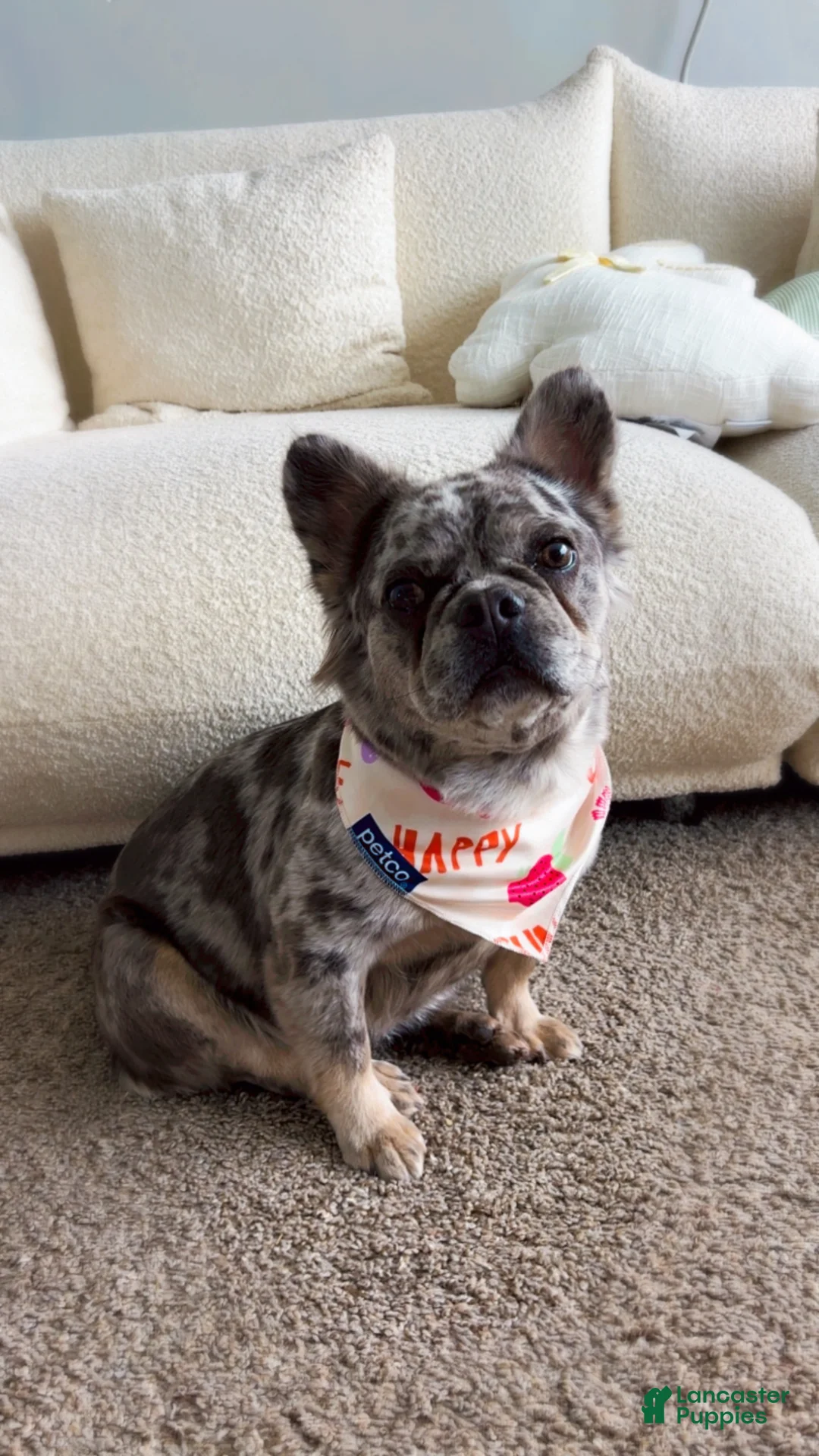 French Bulldog dogs for sale: Fluffy Merle French bulldog - Ad 9