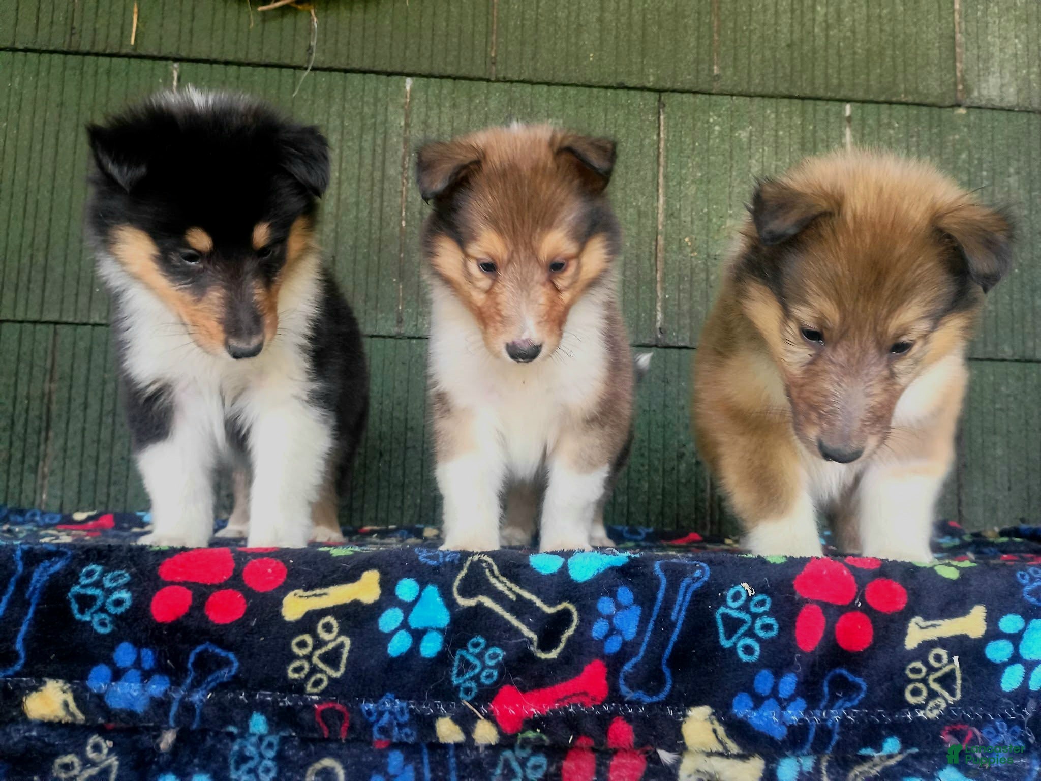 Collie dogs Collie 1 - Ad 1