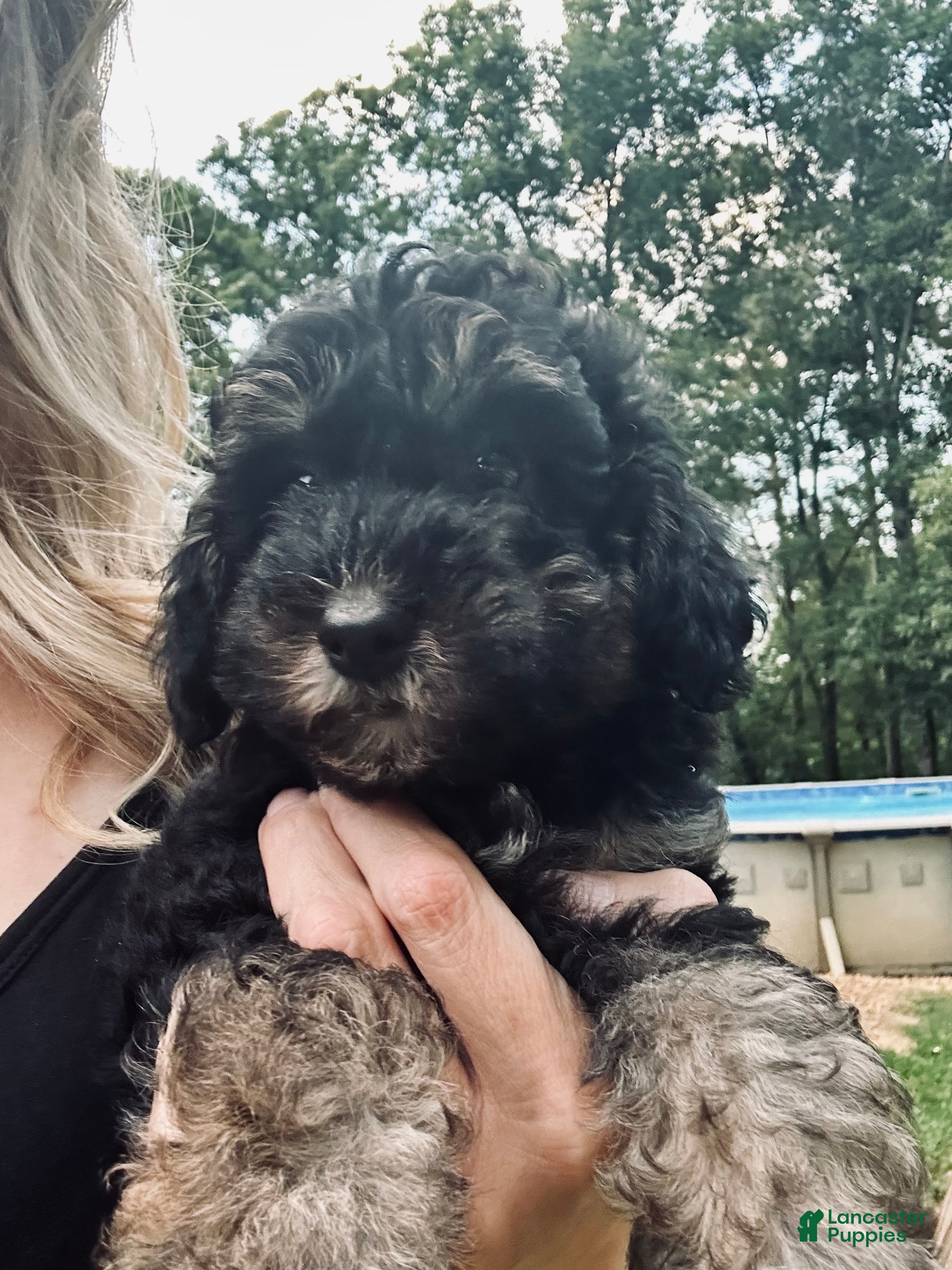 Toy Poodle dogs Toy Poodle 1 - Ad 2