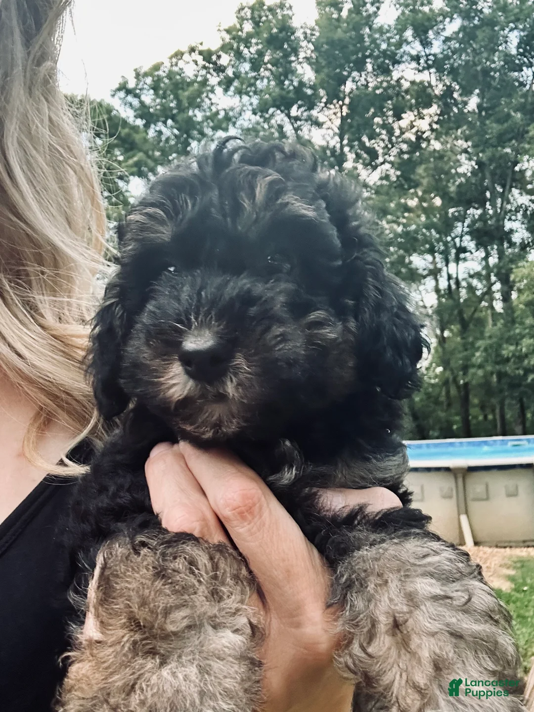 Toy Poodle dogs for sale: Toy Poodle 1 - Ad 2