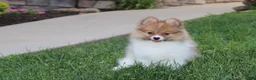 Pomeranian dogs for sale: Theo - Ad 17