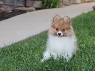 Pomeranian dogs Theo - Ad 31