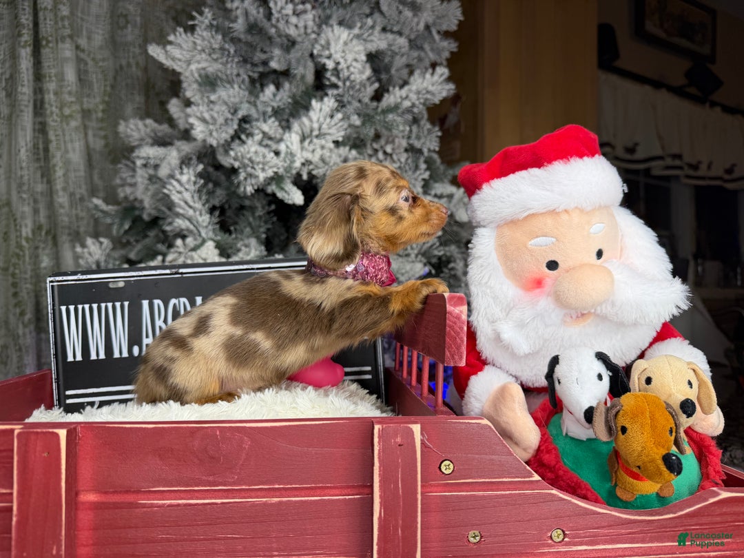 Miniature Dachshund dogs for sale: Ch bred Russian pea clear akc - Ad 11