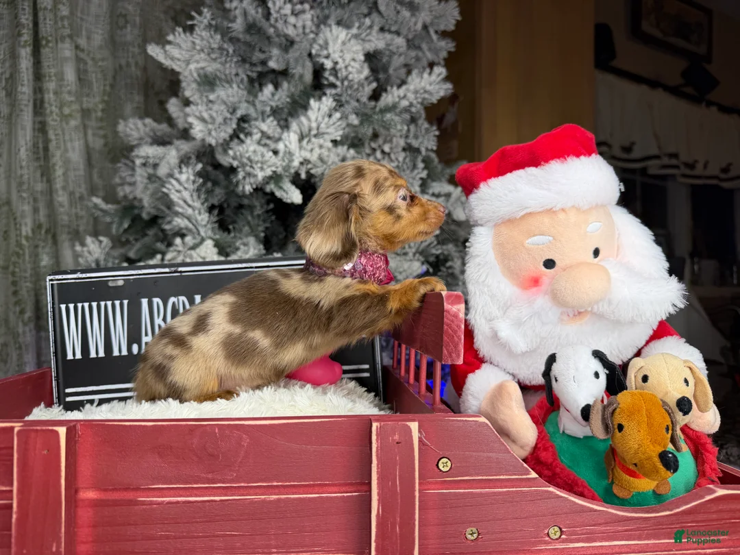Miniature Dachshund dogs for sale: AKC Russian pra clear - Ad 33