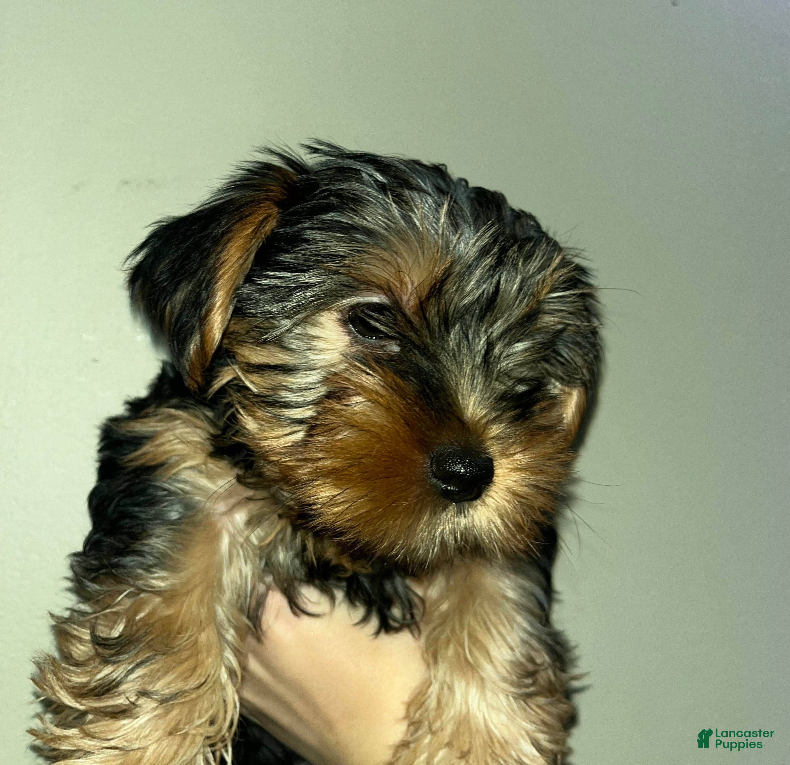 Yorkshire Terrier dogs Viki - Ad 1