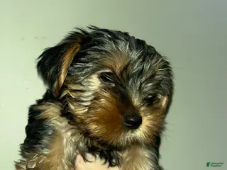 Yorkshire Terrier dogs for sale: Viki - Ad 1