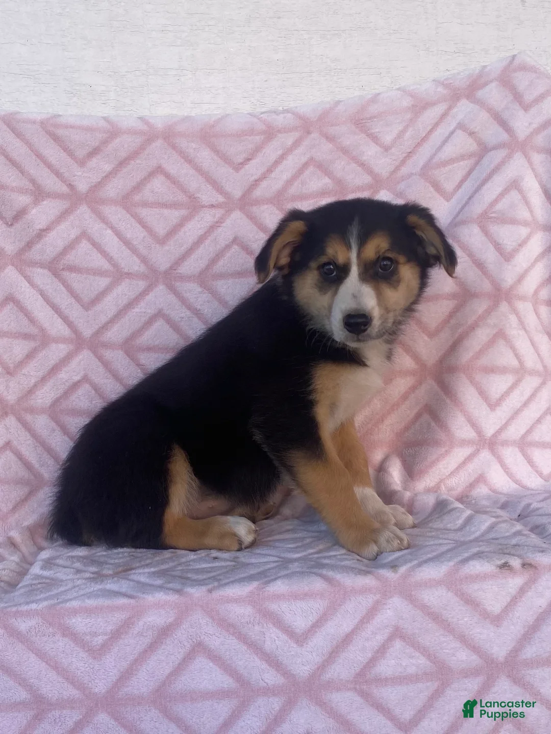 Australian Shepherd dogs for sale: Australian Shepherd 4 - Ad 4