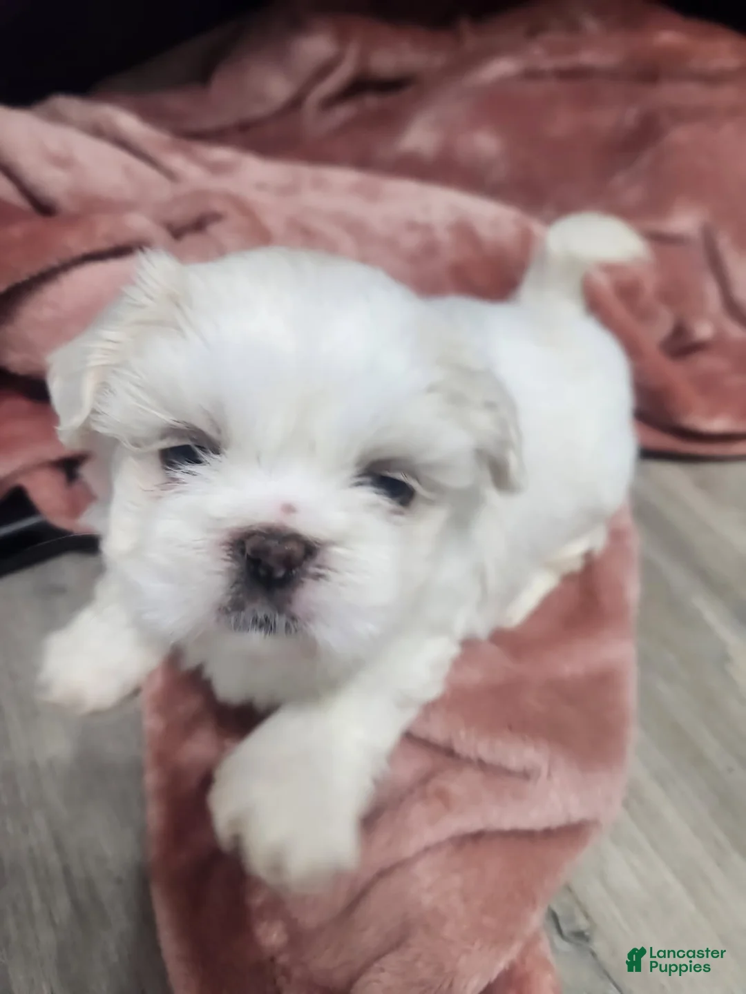 Shih Tzu dogs for sale: Shih Tzu Puppy 4 - Ad 2