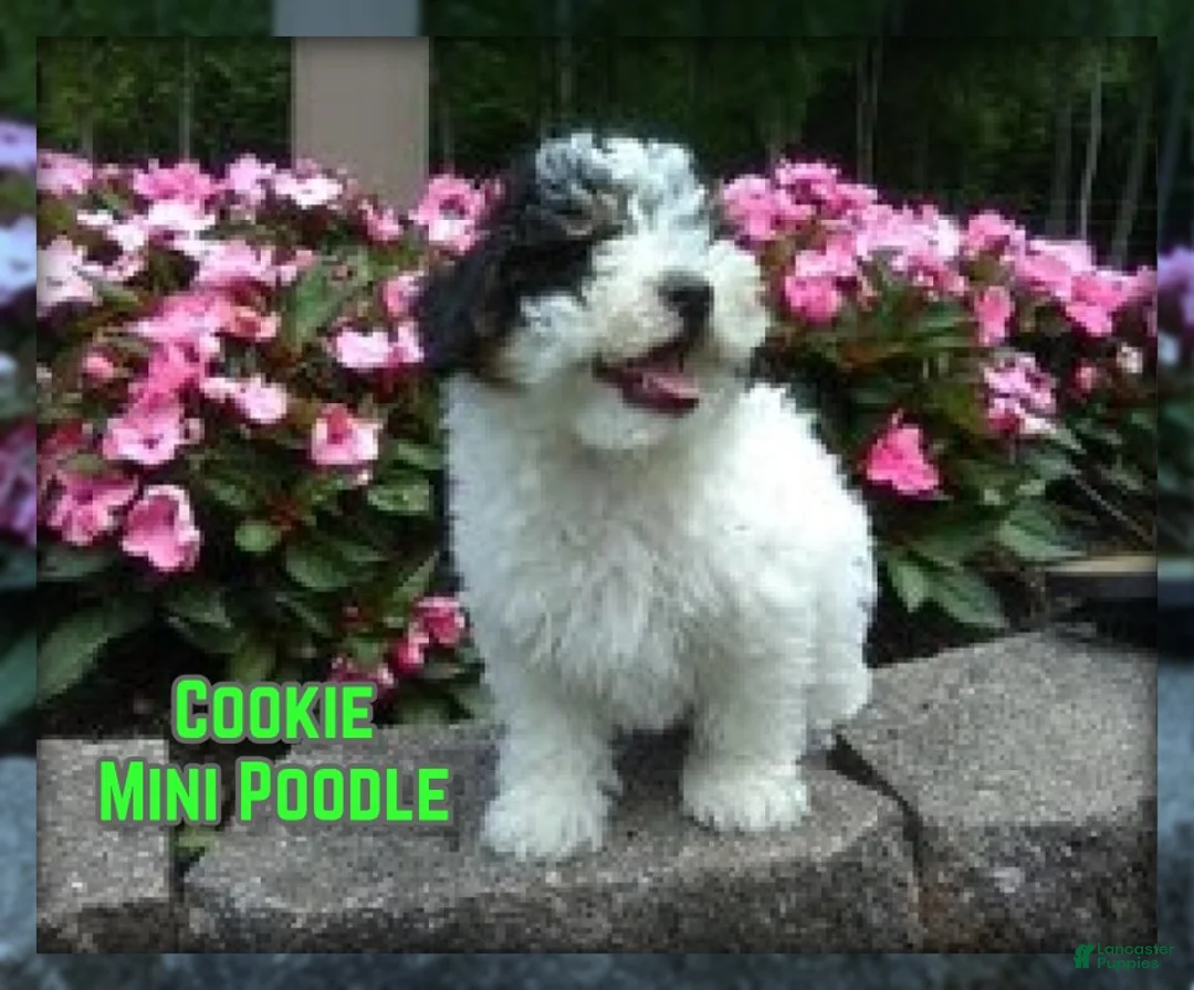 Miniature Poodle dogs for sale: Cookie - Ad 1