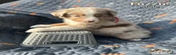 Australian Shepherd dogs for sale: Fozzie - Ad 2