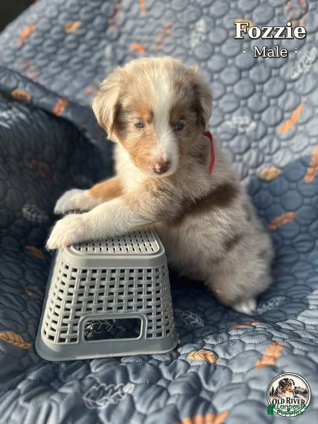 Australian Shepherd dogs for sale: Fozzie - Ad 2