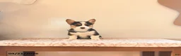 Welsh Corgi Pembroke dogs for sale: Samson - Ad 4