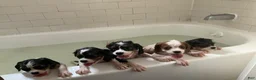 Cavalier King Charles Spaniel dogs for sale: princess - Ad 5