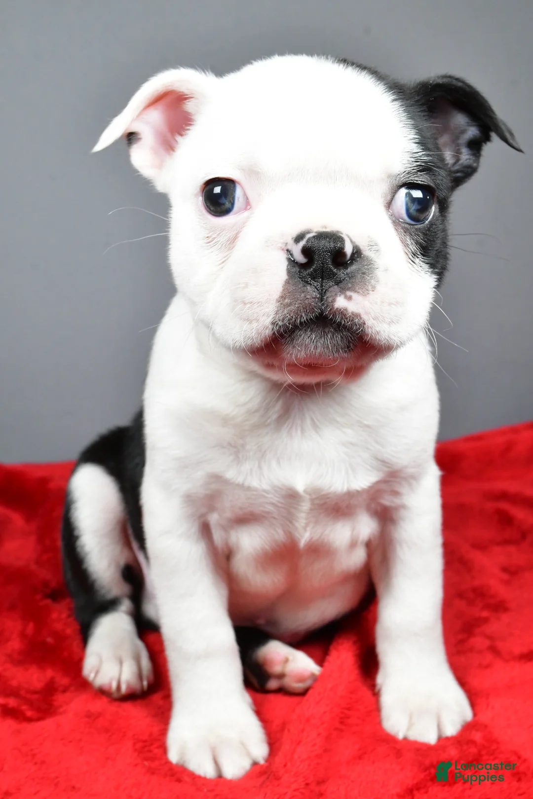 Boston Terrier dogs for sale: Jabel - Ad 1