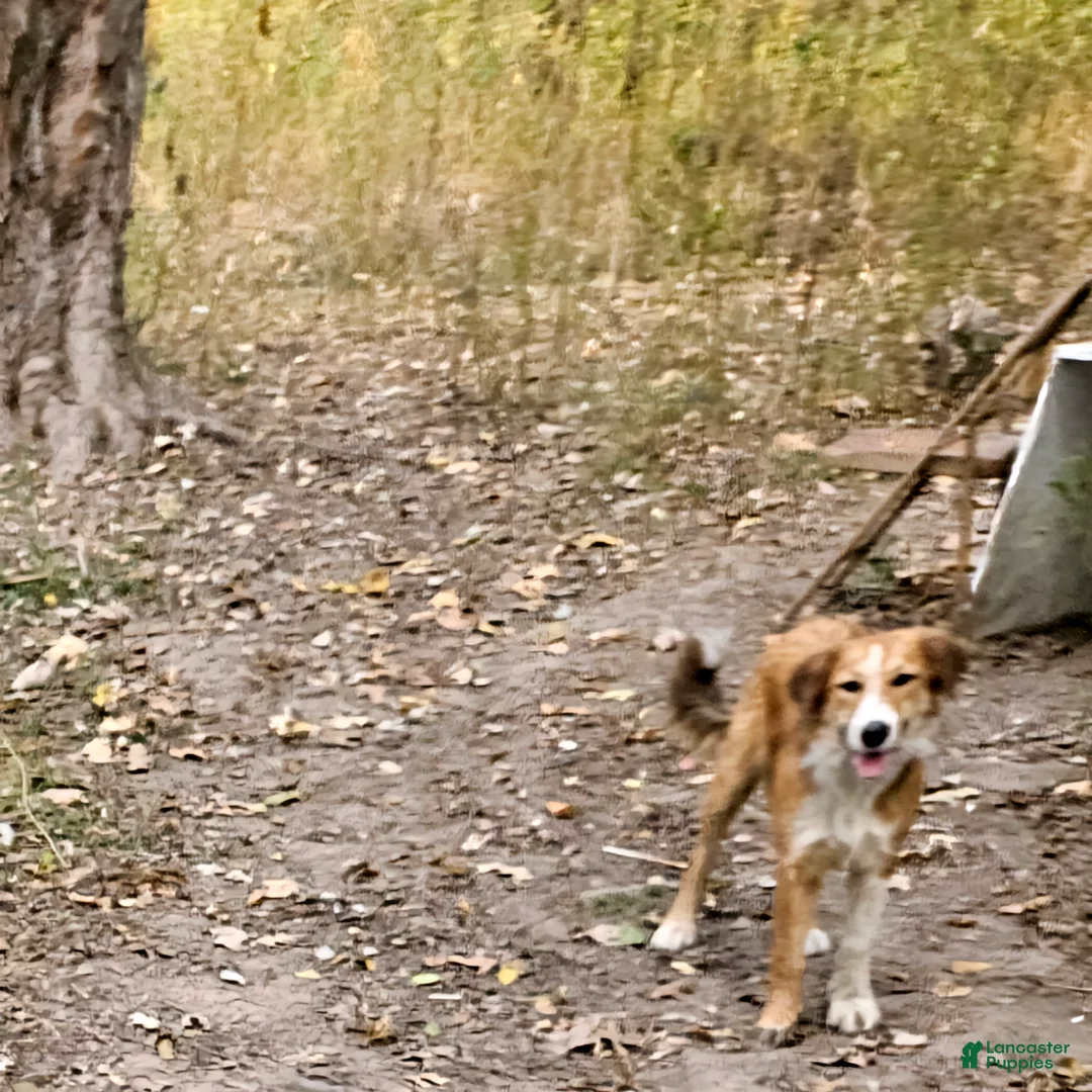 Border Collie dogs for sale: CeeCee (Blue Eyes) - Ad 15