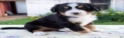 Bernese Mountain Dog dogs for sale: Shyann - Ad 2