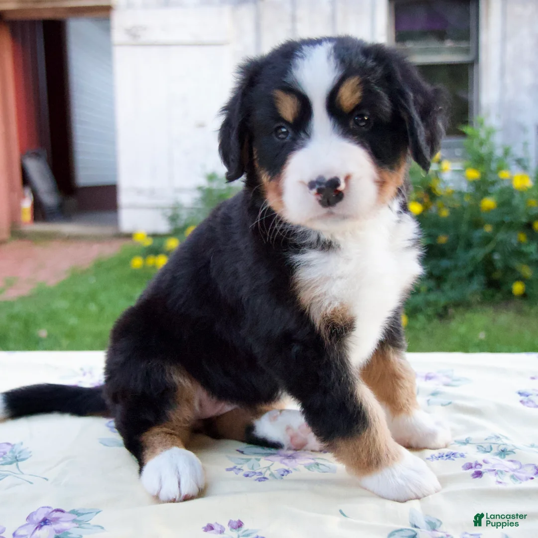 Bernese Mountain Dog dogs for sale: Shyann - Ad 2
