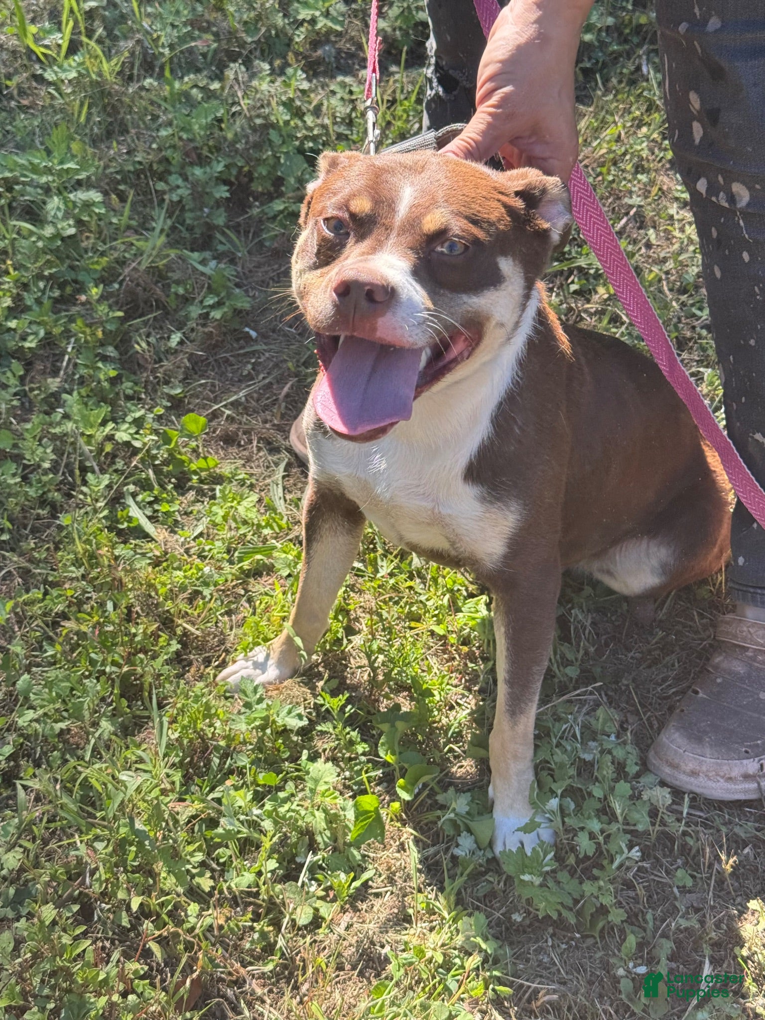 Mixed Breed dogs Mixed Breed 2 - Ad 1