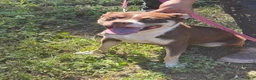 Mixed Breed dogs for sale: Mixed Breed 2 - Ad 1