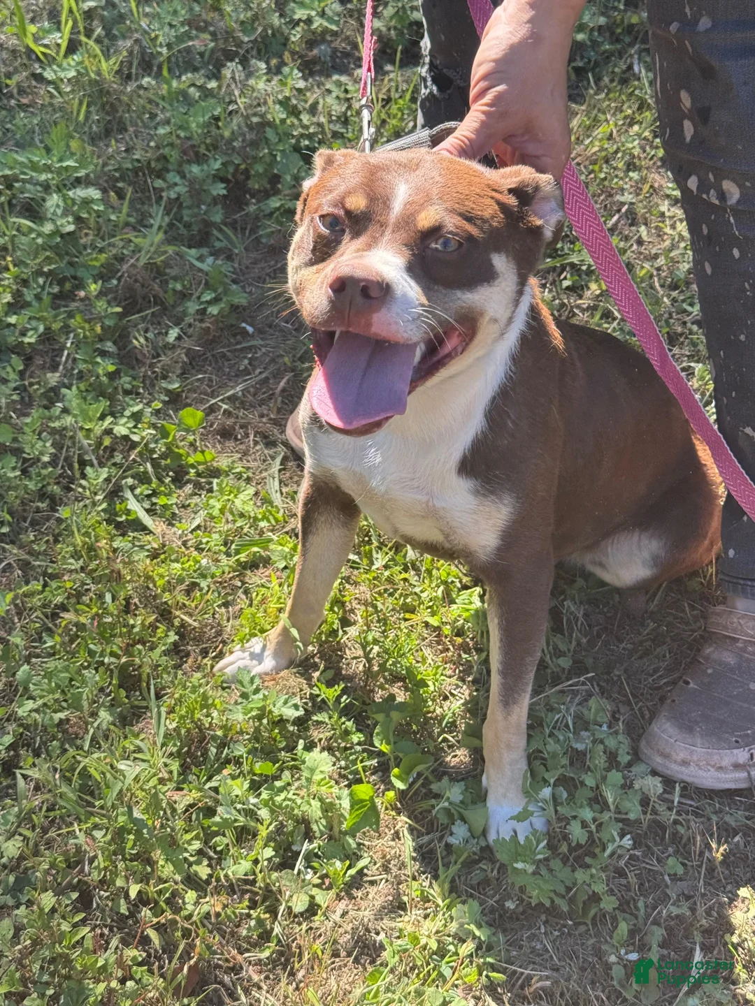 Mixed Breed dogs for sale: Mixed Breed 2 - Ad 1
