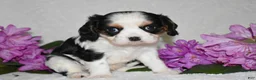 Cavalier King Charles Spaniel dogs for sale: Sammy - Ad 1