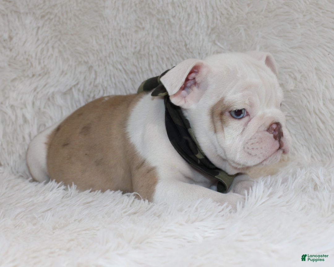 English Bulldog dogs for sale: Patrick - Ad 7
