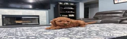 Mini Goldendoodle dogs for sale: Mini Goldendoodle 3 - Ad 8