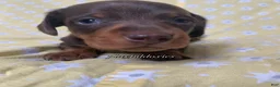 Miniature Dachshund dogs for sale: Tootsie - Ad 13