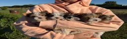 Yorkshire Terrier dogs for sale: Yorkshire Terrier 4 - Ad 4