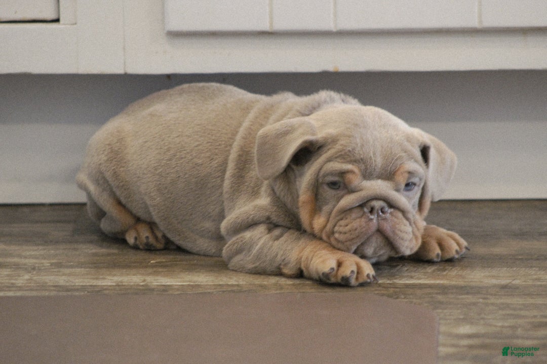 English Bulldog dogs for sale: English Bulldog Puppy 1 - Ad 2