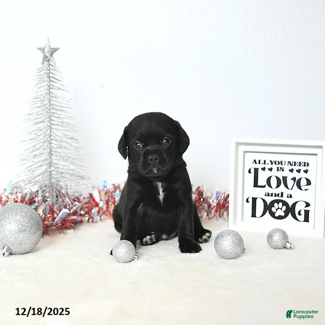 Puggle dogs for sale: Gabby - Ad 8