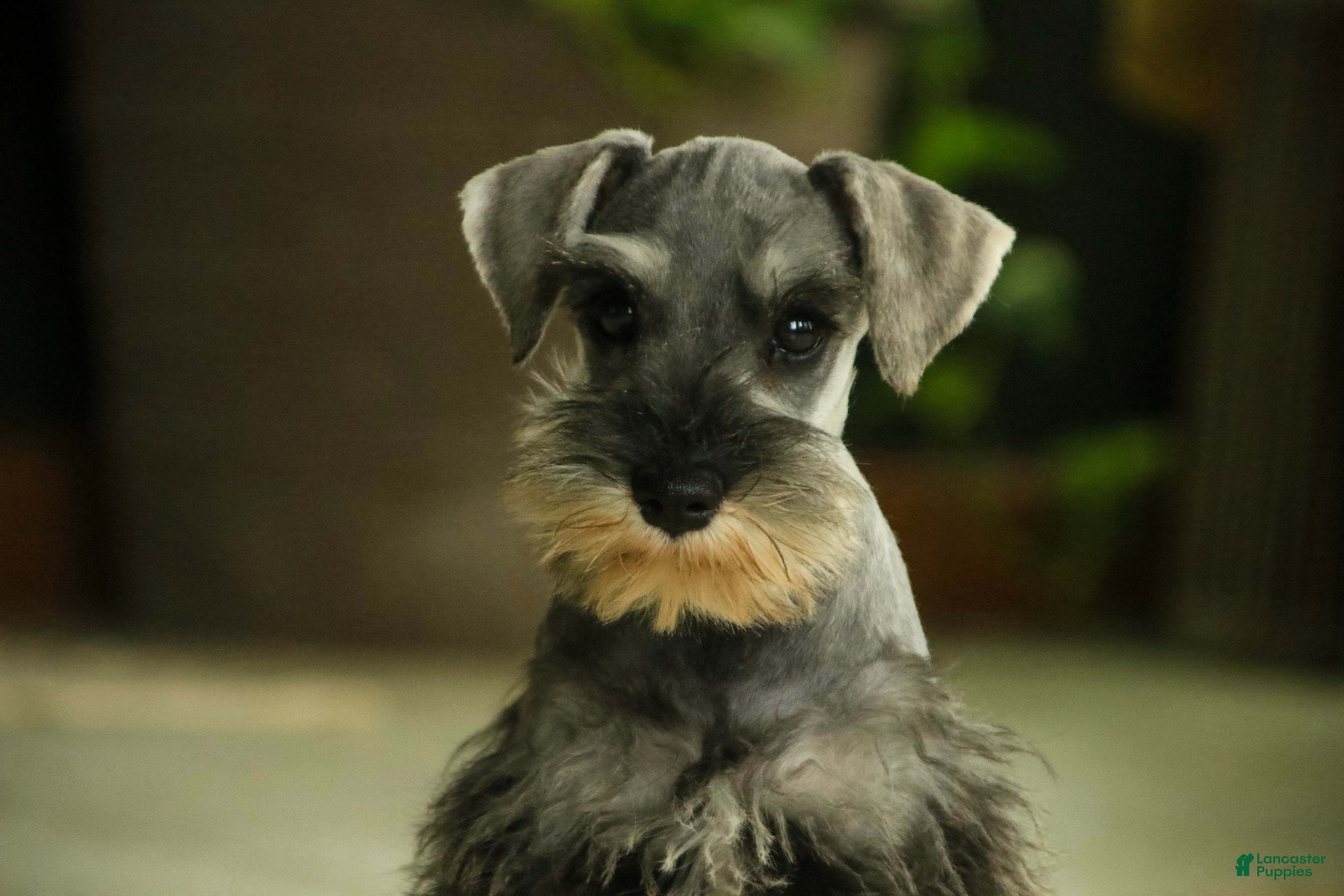 Miniature Schnauzer dogs Qeleigh Miniature Schnauzer  - Ad 1
