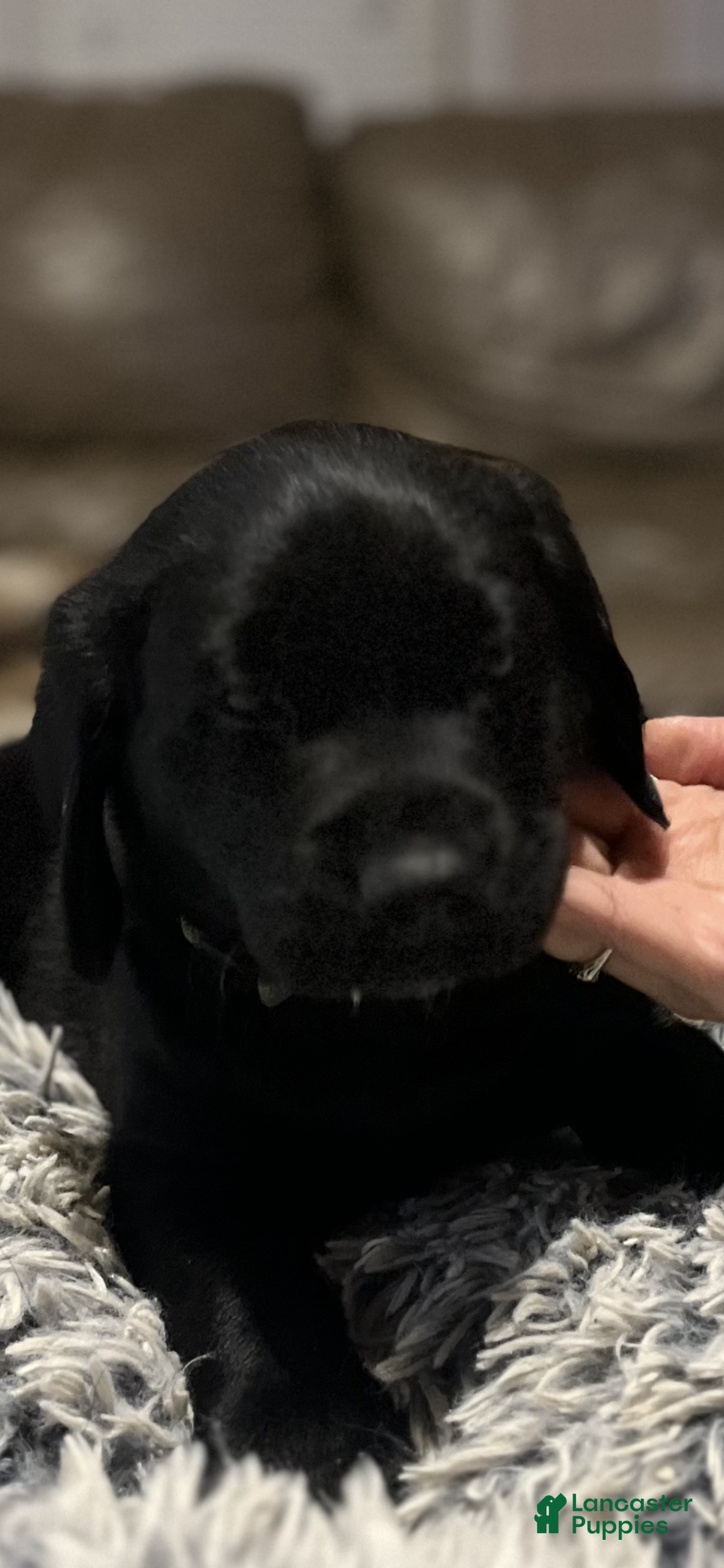 Goldador dogs for sale: Goldador Puppy 5 Green - Ad 2