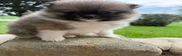 Pomeranian dogs for sale: Colton - Ad 1