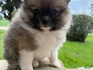 Pomeranian dogs Colton - Ad 2