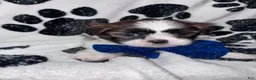 Shih Tzu dogs for sale: Nutmeg - Ad 12