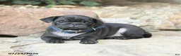 Pug dogs for sale: Peppermint - Ad 3
