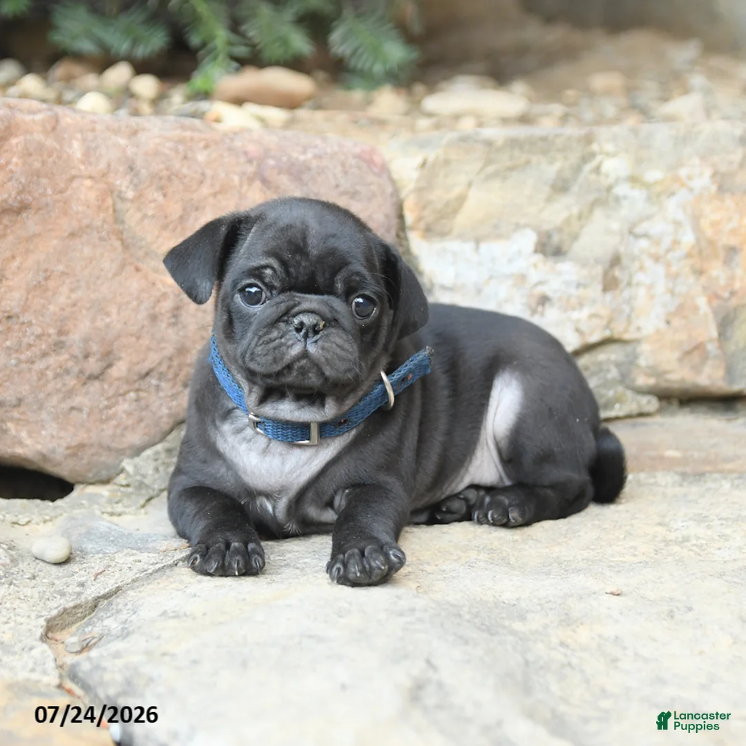 Pug dogs for sale: Peppermint - Ad 3