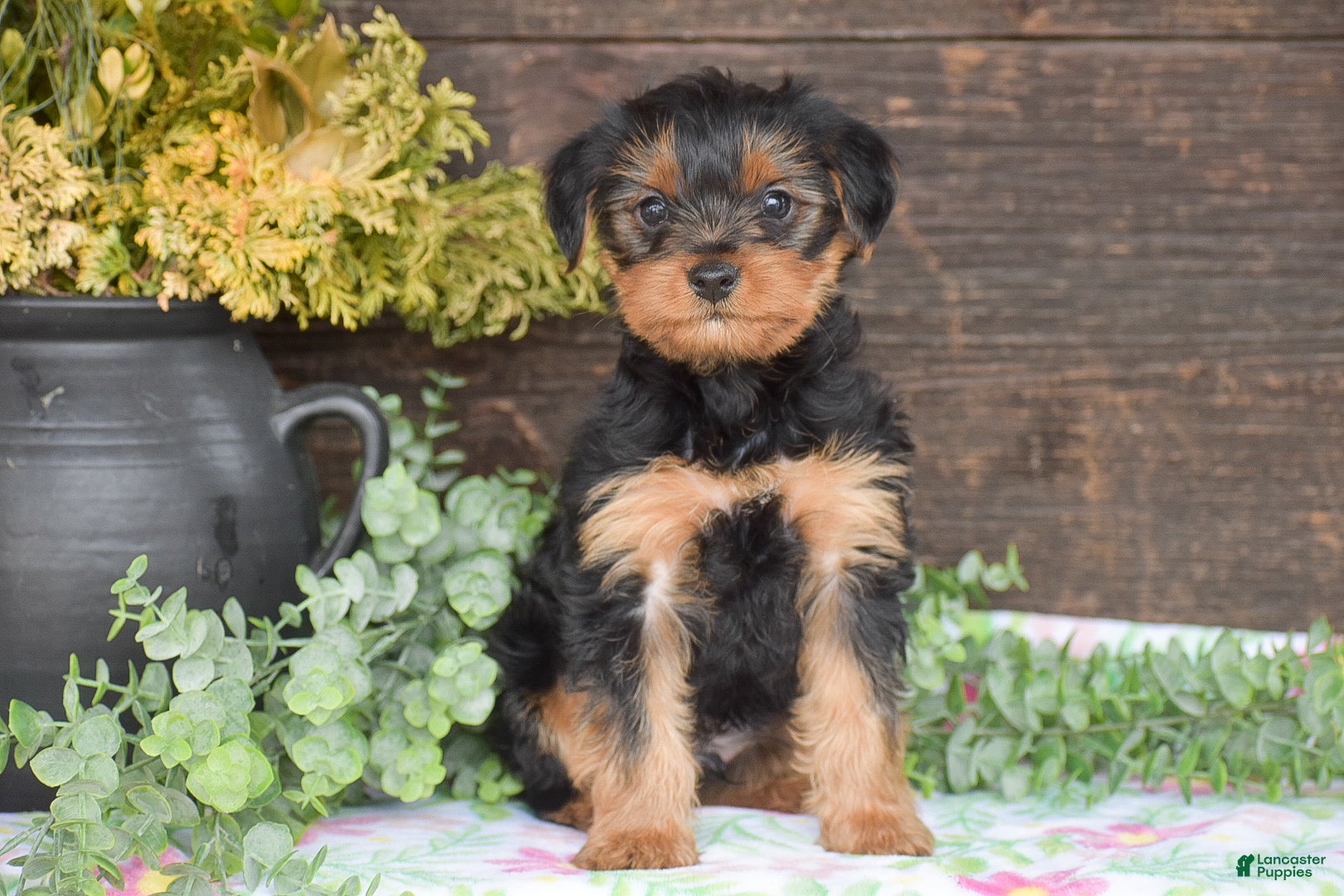 Yorkshire Terrier dogs Thomas - Ad 2