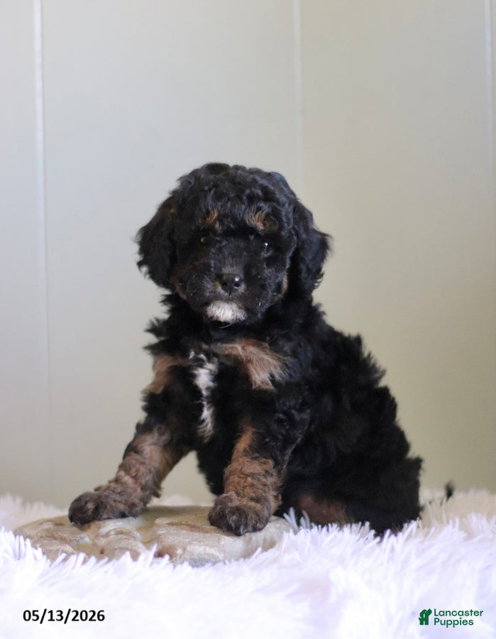 Cavapoo dogs Lexie - Ad 1