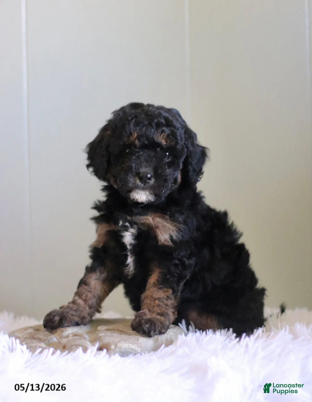 Cavapoo dogs for sale: Lexie - Ad 1