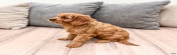 Cavapoo dogs for sale: Skye - Ad 3
