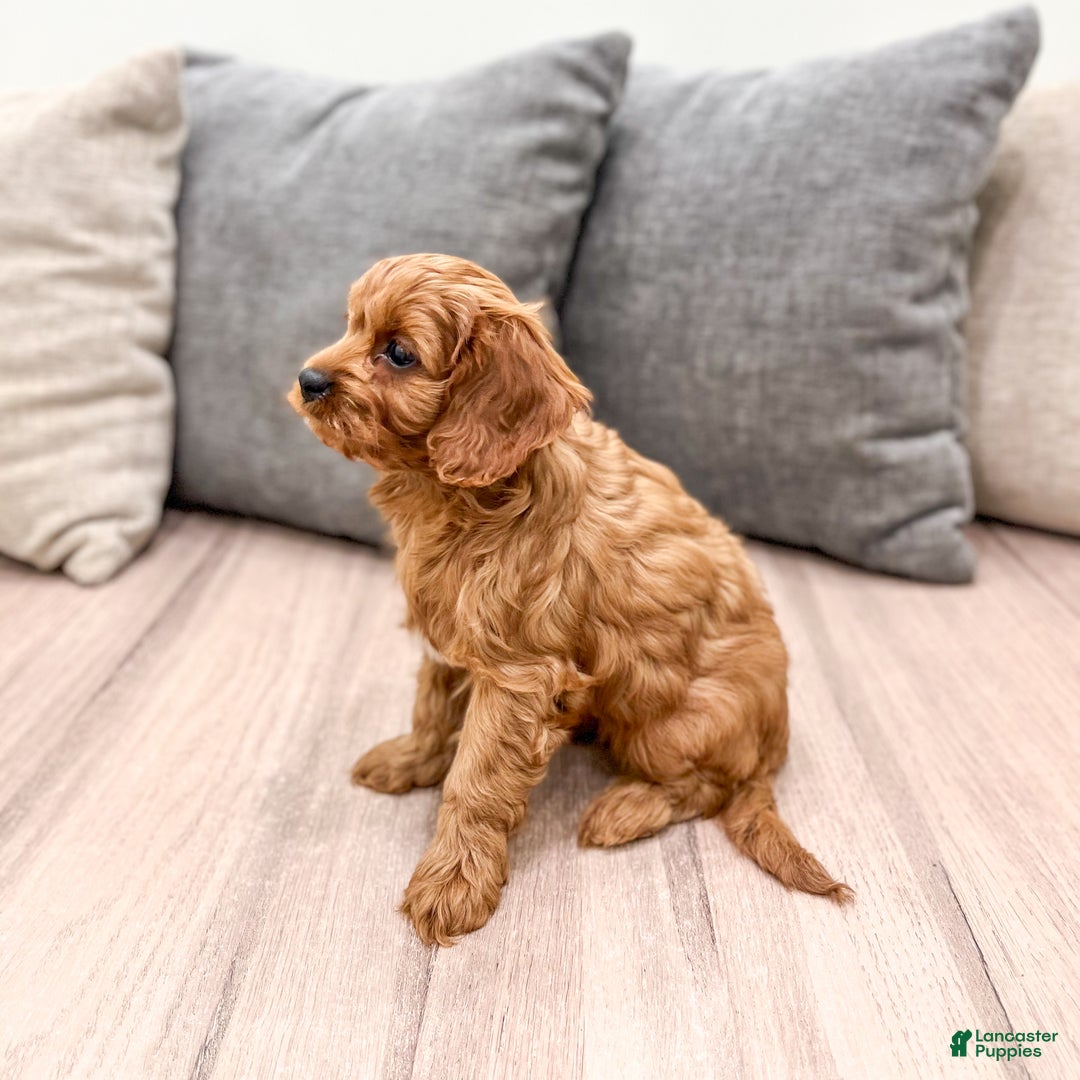 Cavapoo dogs for sale: Skye - Ad 3