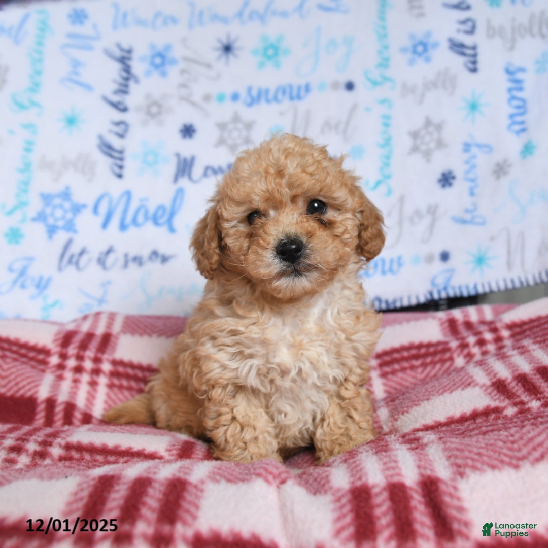 Miniature Poodle dogs for sale: Major - Ad 3